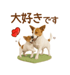 敬語で伝える♡ジャックラッセル親子（個別スタンプ：40）