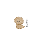 もこもこちびプードル（個別スタンプ：1）