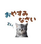 いつでも使えるアメショスタンプ（個別スタンプ：7）