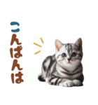 いつでも使えるアメショスタンプ（個別スタンプ：34）