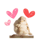 気持ち伝わる♡スズメの恩返し（個別スタンプ：1）