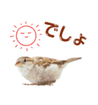 気持ち伝わる♡スズメの恩返し（個別スタンプ：3）