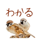 気持ち伝わる♡スズメの恩返し（個別スタンプ：10）