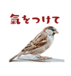 気持ち伝わる♡スズメの恩返し（個別スタンプ：26）