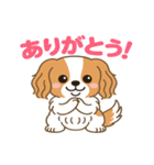 もみじ(保護犬キャバリア2)（個別スタンプ：4）