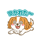 もみじ(保護犬キャバリア2)（個別スタンプ：5）