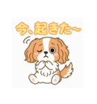 もみじ(保護犬キャバリア2)（個別スタンプ：6）