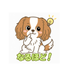 もみじ(保護犬キャバリア2)（個別スタンプ：9）