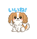 もみじ(保護犬キャバリア2)（個別スタンプ：17）