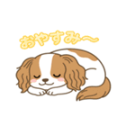 もみじ(保護犬キャバリア2)（個別スタンプ：18）