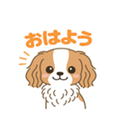 もみじ(保護犬キャバリア2)（個別スタンプ：19）