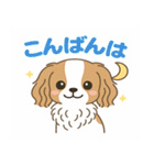 もみじ(保護犬キャバリア2)（個別スタンプ：20）