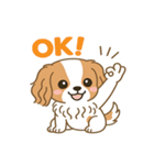 もみじ(保護犬キャバリア2)（個別スタンプ：21）