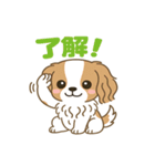 もみじ(保護犬キャバリア2)（個別スタンプ：24）
