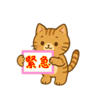緊急！気持ちを伝えるカンペ！ネコ♡（個別スタンプ：1）
