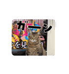 可愛い猫ちゃんの1日（個別スタンプ：4）