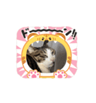 可愛い猫ちゃんの1日（個別スタンプ：6）