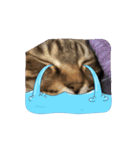 可愛い猫ちゃんの1日（個別スタンプ：8）
