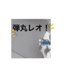 パピヨン がんばれレオ❗️（個別スタンプ：7）