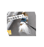 パピヨン がんばれレオ❗️（個別スタンプ：8）