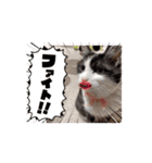 愉快な3匹達（個別スタンプ：9）