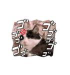愉快な3匹達（個別スタンプ：10）
