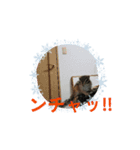 可愛いシマリスちゃん（個別スタンプ：1）