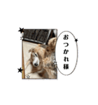 つっきぃとまっきぃが動くよ（個別スタンプ：9）