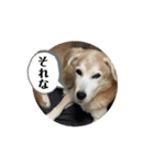 つっきぃとまっきぃが動くよ（個別スタンプ：16）