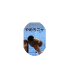 かわいいでしょう❤（個別スタンプ：7）