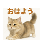 MEL MEL CAT（個別スタンプ：9）