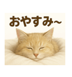 MEL MEL CAT（個別スタンプ：10）