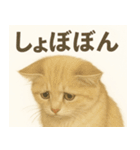 MEL MEL CAT（個別スタンプ：13）