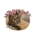 しまちゃんファミリー③❤（個別スタンプ：6）