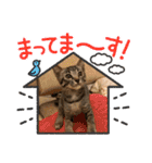しまちゃんファミリー③❤（個別スタンプ：8）