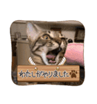しまちゃんファミリー③❤（個別スタンプ：13）
