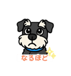 ミニシュナくん（ミニチュアシュナウザー）（個別スタンプ：15）
