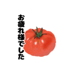 シンプルなトマトのデザインの敬語スタンプ（個別スタンプ：14）