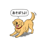 ゴールデンレトリバー(ゴールド)（個別スタンプ：1）
