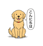 ゴールデンレトリバー(ゴールド)（個別スタンプ：5）