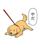ゴールデンレトリバー(ゴールド)（個別スタンプ：11）