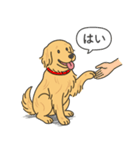 ゴールデンレトリバー(ゴールド)（個別スタンプ：12）