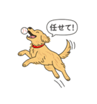 ゴールデンレトリバー(ゴールド)（個別スタンプ：13）