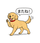 ゴールデンレトリバー(ゴールド)（個別スタンプ：15）
