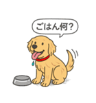 ゴールデンレトリバー(ゴールド)（個別スタンプ：16）