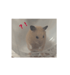 大きくなった玉乱（個別スタンプ：1）