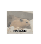 大きくなった玉乱（個別スタンプ：2）