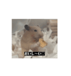 大きくなった玉乱（個別スタンプ：4）