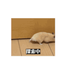 大きくなった玉乱（個別スタンプ：7）