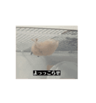 大きくなった玉乱（個別スタンプ：8）
